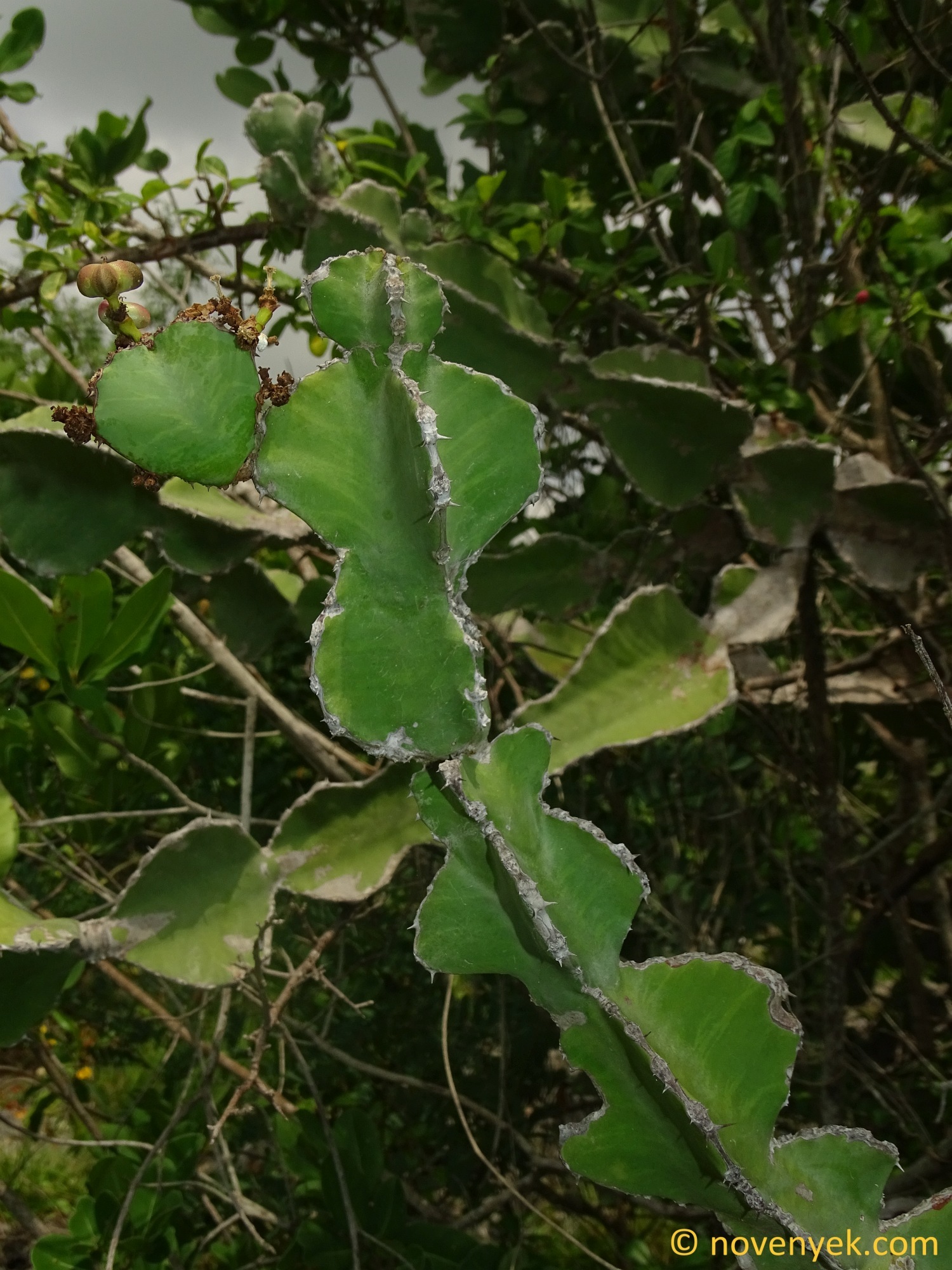 Euphorbia quadrialata
