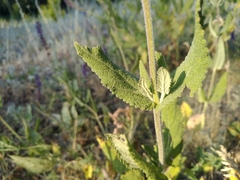 Salvia deserta