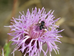 Phania funesta