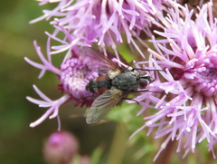 Tachinidae
