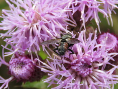 Tachinidae