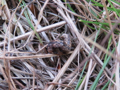 Lepidoptera