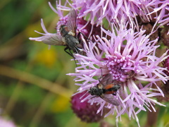 Tachinidae