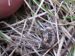 Lepidoptera