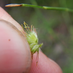 Geum macrophyllum perincisum