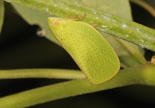 Green Cone-headed Planthopper photo 5