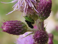Insecta