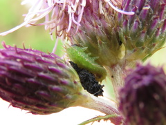 Insecta