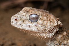 Rough Knob-Tail photo 2