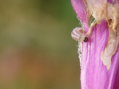 Lepidoptera