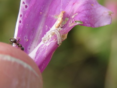Lepidoptera