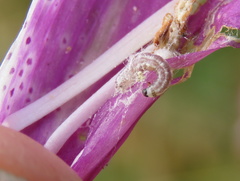 Lepidoptera