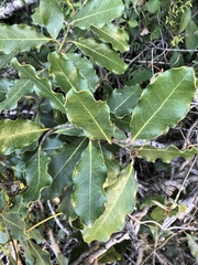 Euclea natalensis obovata