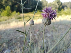Centaurea scabiosa apiculata