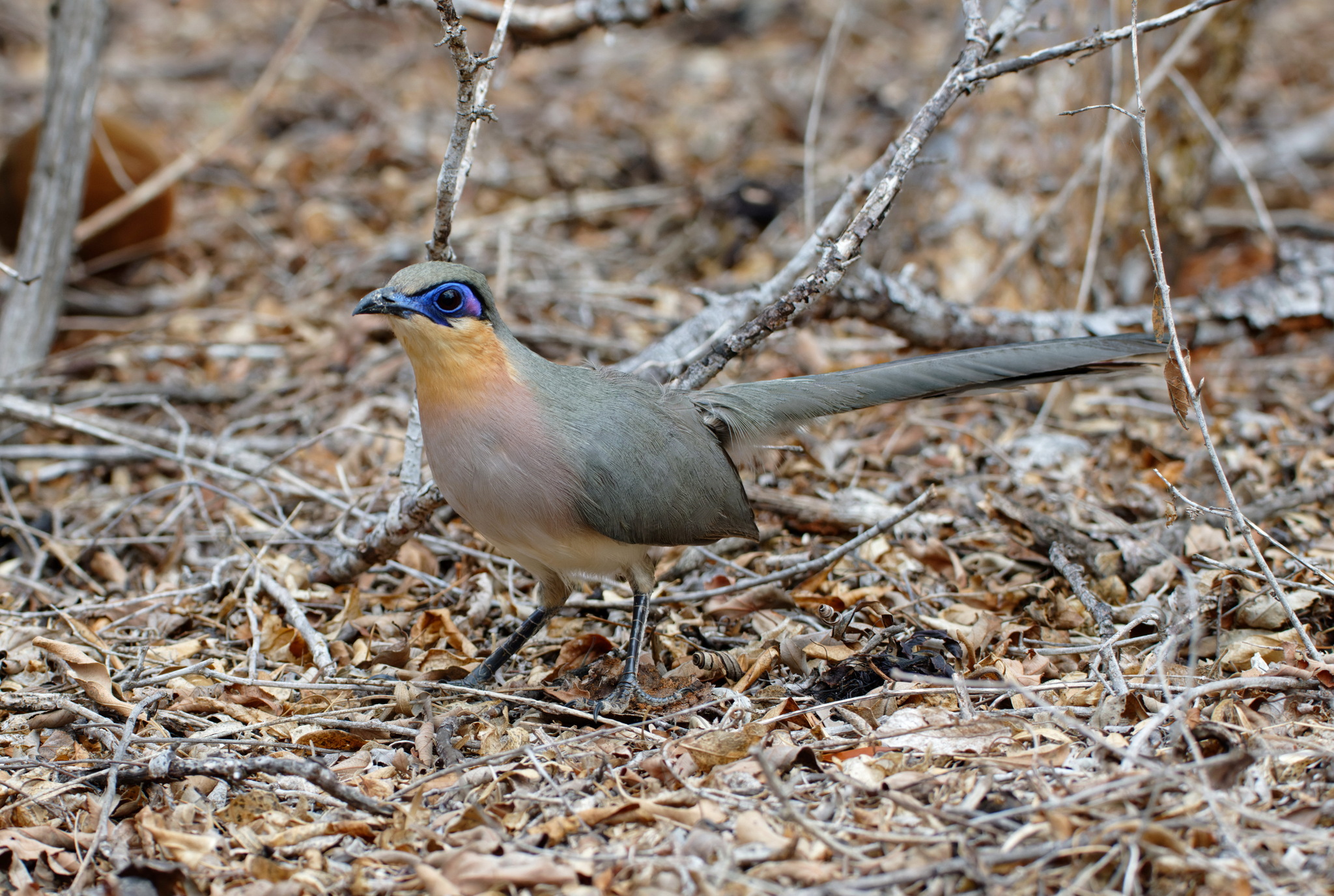 Running Coua (Coua cursor), photo 6