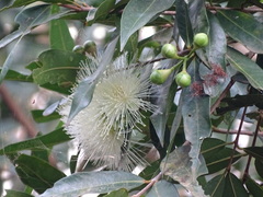 Syzygium aqueum