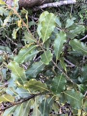 Euclea natalensis obovata