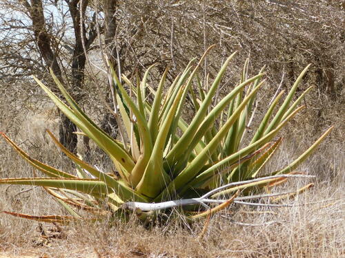 Aloe rigens