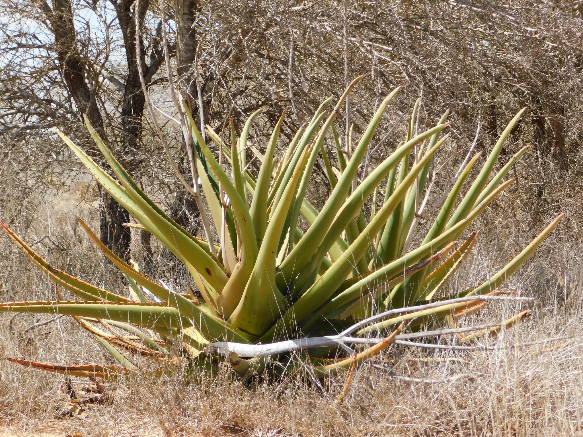 Aloe rigens