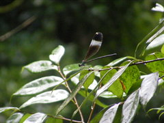 Psolodesmus mandarinus mandarinus