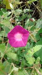 Ipomoea orizabensis