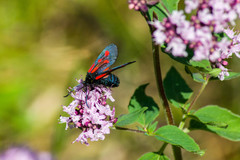 Zygaena osterodensis
