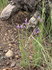 Penstemon neomexicanus
