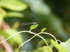 Prodasineura croconota