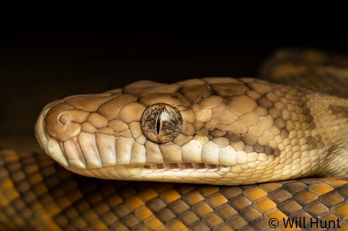 Australian Scrub Python sighting