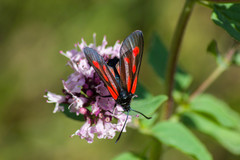 Zygaena osterodensis
