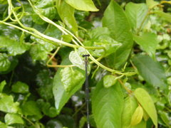 Prodasineura croconota