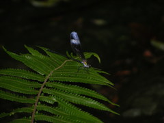 Psolodesmus mandarinus mandarinus