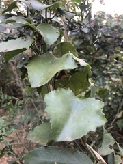 Senecio helminthioides