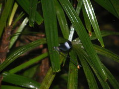 Psolodesmus mandarinus mandarinus