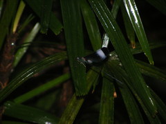 Psolodesmus mandarinus mandarinus