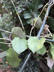 Senecio helminthioides