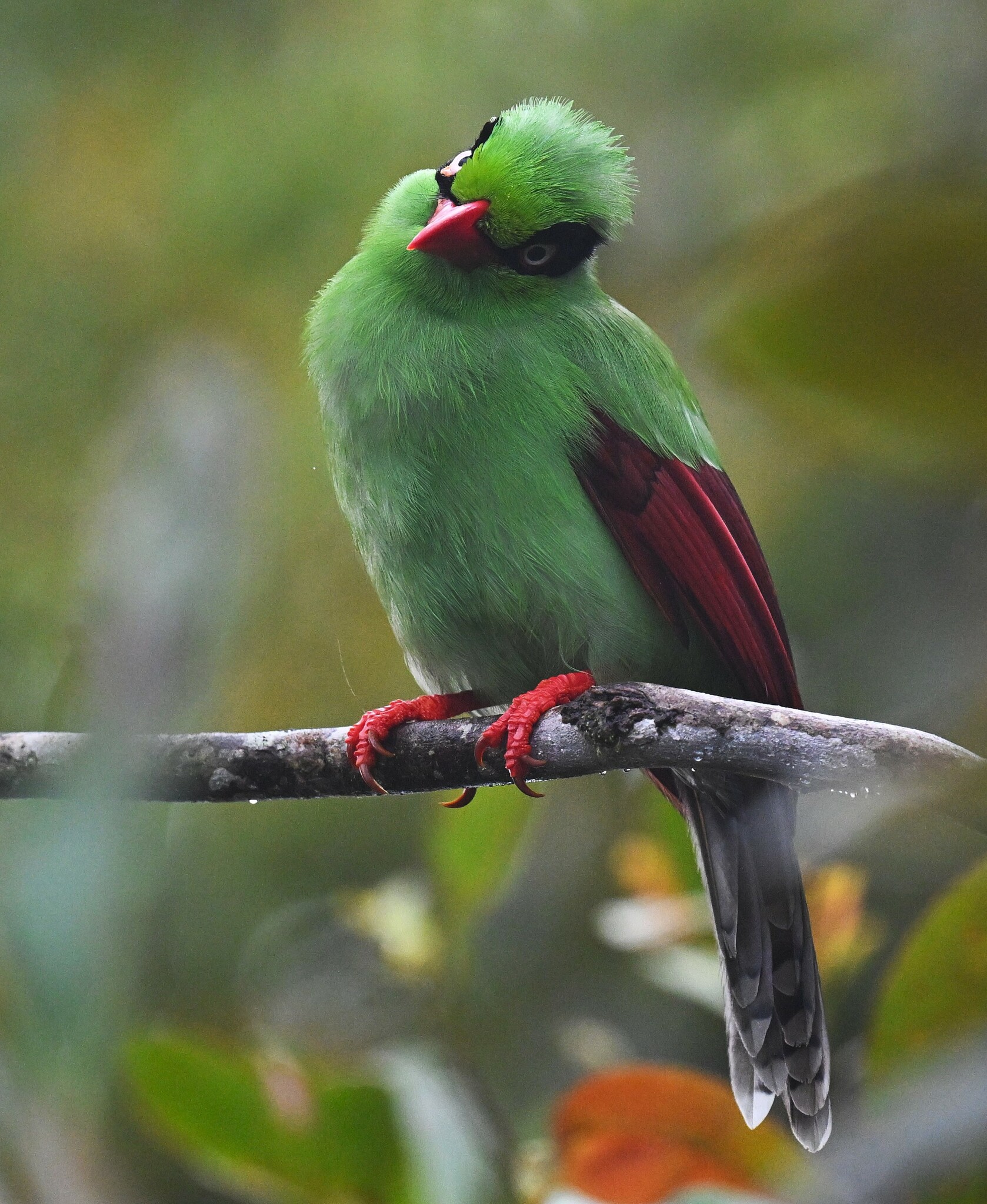 Bornean Green Magpie (Cissa jefferyi), photo 5