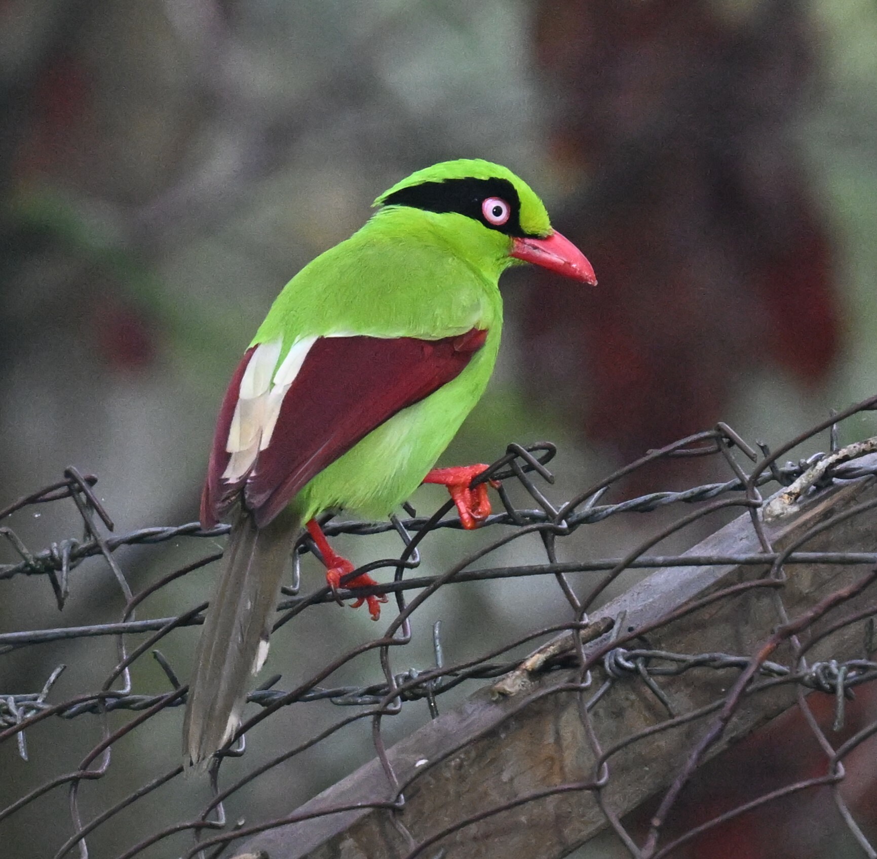 Bornean Green Magpie (Cissa jefferyi), photo 4