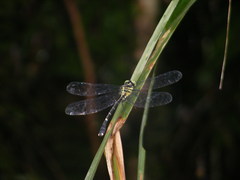 Leptogomphus sauteri formosanus