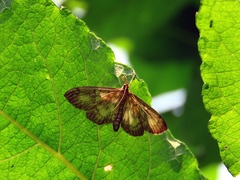 Anania lancealis