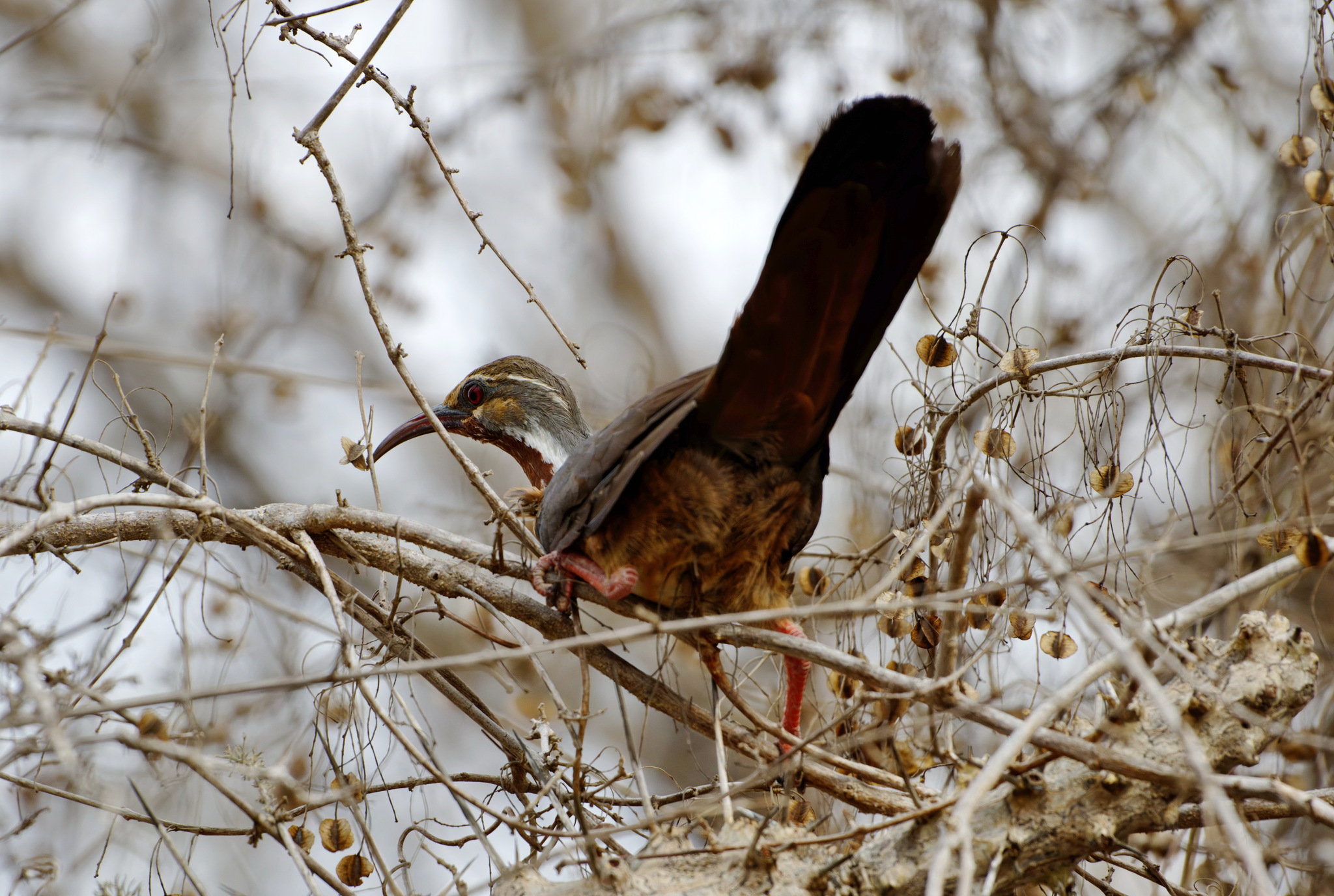 Subdesert Mesite (Monias benschi), photo 1