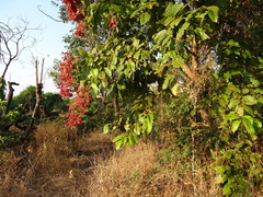 Terminalia paniculata