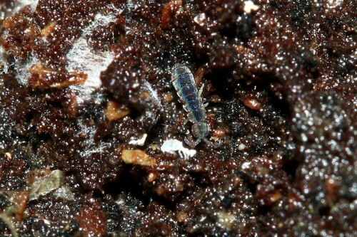 Blauwe schorsspringstaart, 24750 Trélissac, France, photo 9 of 10