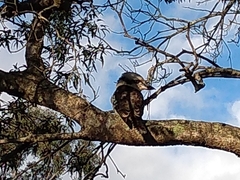 Dacelo novaeguineae novaeguineae