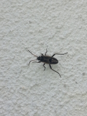 Rhyparochromus