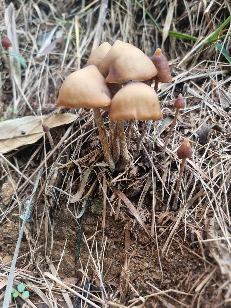 Psilocybe hoogshagenii · November 2024 · photo: © unaecoturismo (iNaturalist, cc-by-sa)