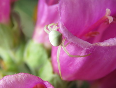 Misumena vatia