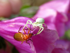 Misumena vatia