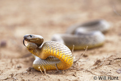 Fierce Snake photo 2