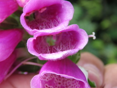 Digitalis purpurea
